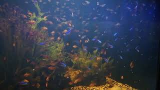 preview picture of video 'Tarsus aquarium, tarsus akvaryumu, tarsus zoo, tarsus hayvan parkı.'