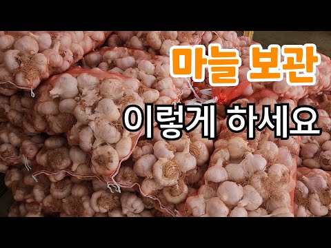 , title : '마늘보관 1년 둬도 절대 썩지 않게 보관법'