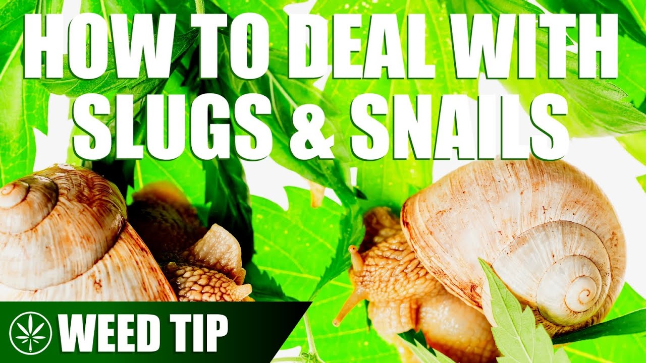 Removing Slugs and Snails from You Cannabis Plants