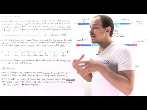 Exons and Introns of Eukaryotic mRNA