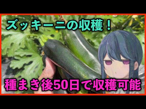 ズッキーニが大きくならないのはなぜですか? 6つの原因とその解決策をご紹介します！  庭園