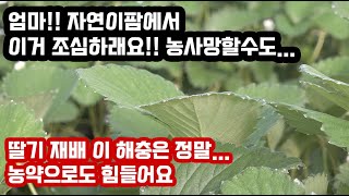 딸기재배 마지막이라고 방심하지 마세요!! 응애류 관리 점박이응애 차먼지응애 조심 또 조심입니…