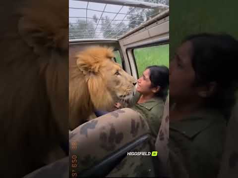 Lion Walks Up to Safari Jeep in Unbelievable Close Encounter