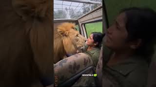 Download lagu Lion Walks Up to Safari Jeep in Unbelievable Close Encounter mp3 Download lagu Lion Walks Up to Safari Jeep in Unbelievable Close Encounter mp3