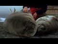 Man Plays With Some Thicc Seal Pups Part 0 9