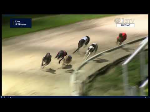 download lagu mp3 mp4 Hove Greyhounds, download lagu Hove Greyhounds gratis, unduh video klip Hove Greyhounds