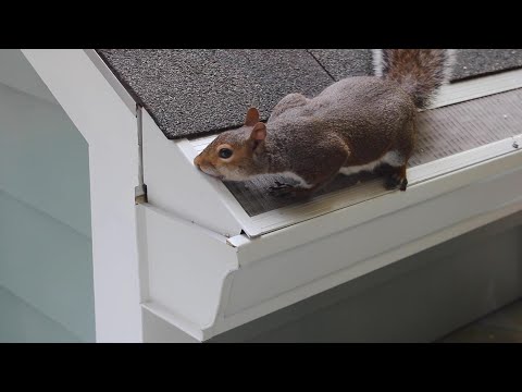 GutterGlove SnakeInTheAttic 2