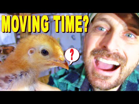 1st YouTube video about how long can newborn chicks go without food and water