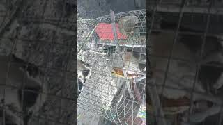 Download lagu ANAK BURUNG KOAK RAJA#Shorts mp3