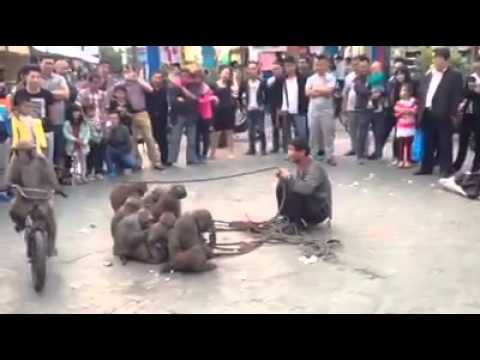 monkey riding a bike -best funny gif