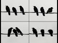 Single File