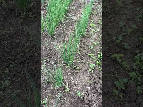 菜園の境界線か天然石か？選択してください。  庭園