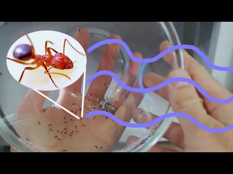 Are Ants Too Small to be Hurt in a Microwave? Microwaving Ants Experiment in Top Secret Microwave Video