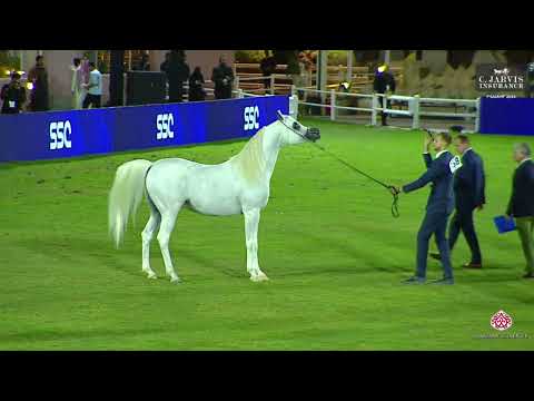 N 158 AJ SABRAN   PSAIAHF 2024   Stallions 4 6 Years Old Class 10