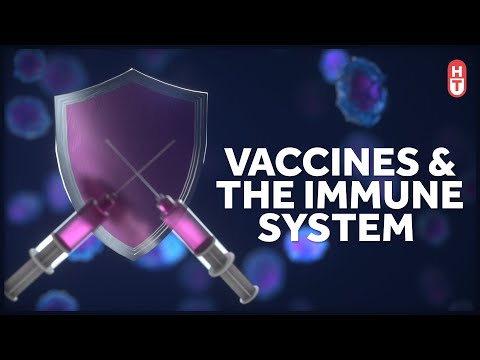 How Vaccines Work with Your Immune System