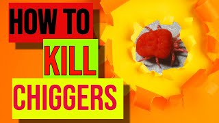 How To Kill Chiggers