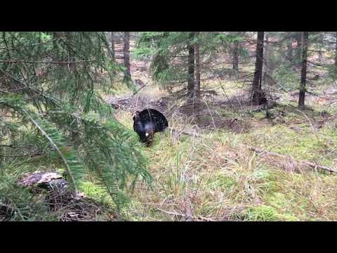 Tjädertupp anfaller