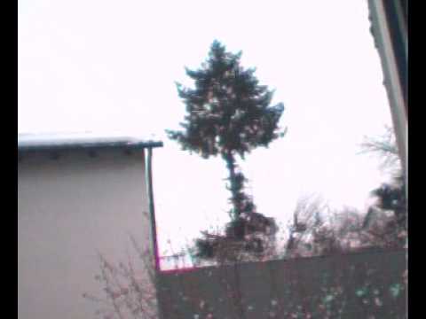 Tanne in Wabern gefällt, Zeitraffer