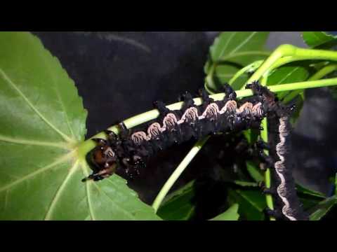 Big fat Citheronia caterpillars! Citheronia azteca
