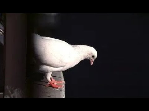 A është e vërtetë se nëse pëllumbi godet çatinë e shtëpisë me sqep do të vdesi një person i familjes