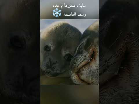 لا تنسى الصلاه على النبي ♥️ #اكسبلور #قصص #افكار #ترند #قصص_واقعية