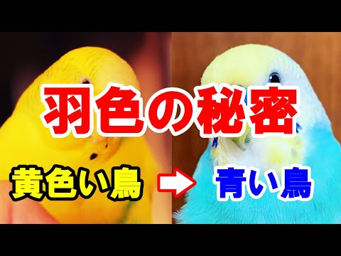 アリステルス・アンボイネンシス