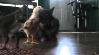 Killer Kat attacks Baby chicks ( graphic video )