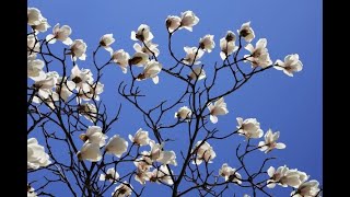 Tumori del basso tratto genitale femminile: essenziali la prevenzione e la diagnosi precoce