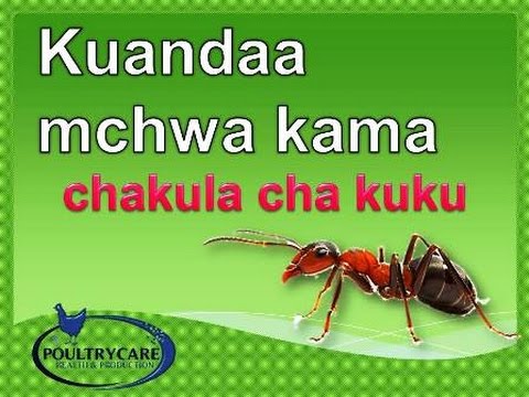 , title : 'kuandaa mchwa wa kulisha kuku'