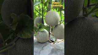 Download lagu Melon Harvest and Yield Calculation mp3