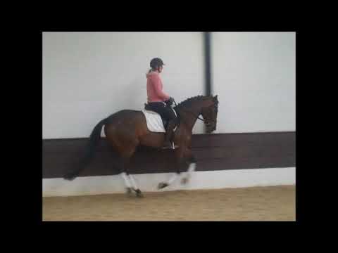 QUATERMOON 4j. St. v. Quaterback -Sandro Hit VB 15.000,- Euro