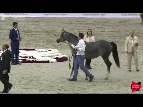 50 D MUMAYYAZAH Sharjah International 2018