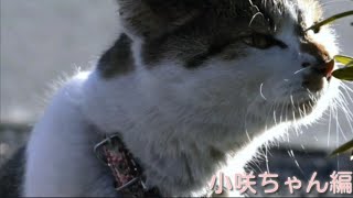 [猫紹介]   小咲ちゃん編