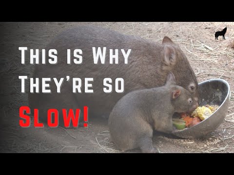 What Do Wombats Eat - The Complete Wombat Diet