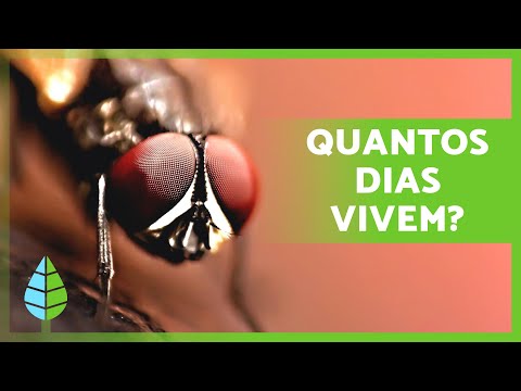 Quanto VIVE uma MOSCA? 🦟 (Ciclo de vida das moscas)