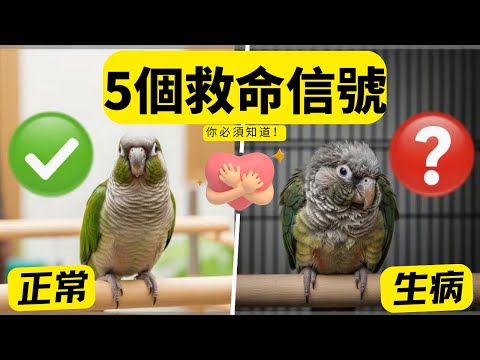 鸚鵡生病不吭聲？5個隱藏信號，90%新手都忽略了！悔不當初！我曾忽略的5個鸚鵡生病信號，血淚教訓！