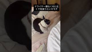 ドライヤー嫌なくせによく見てくる犬 #ボストンテリア