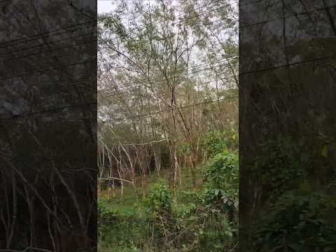 🫶🫶🫶 #beach #travel #backyardgardening #love #nature #gardening #homegardening #mountains