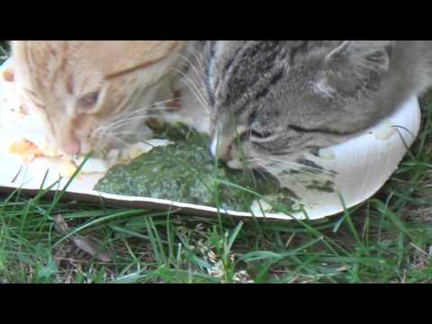 Cats Eating Leftover