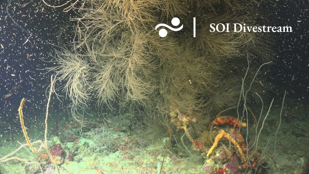 Coral Sampling Encore - Desecheo Ridge, Puerto Rico | SOI Divestream 509