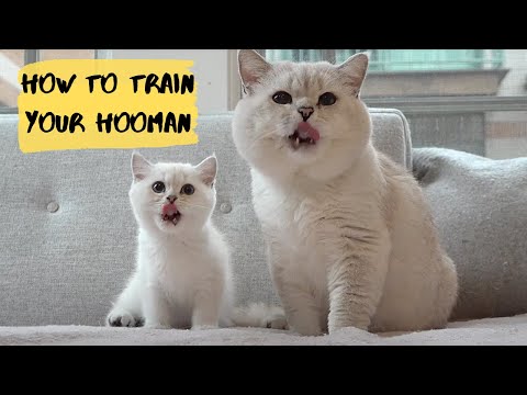 How to train your hooman. Lesson 1