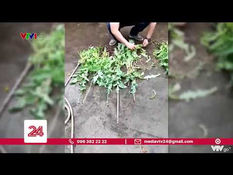 , title : 'Hà Nội: Người đàn ông khai trồng cây anh túc cho... chim ăn | VTV24'