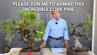 Refining a Venerable 100-Year-Old Japanese Cork Pine Bonsai