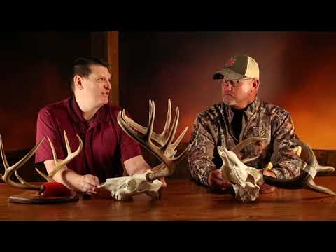 Field Judging Whitetail Deer - Bowhunter Basecamp