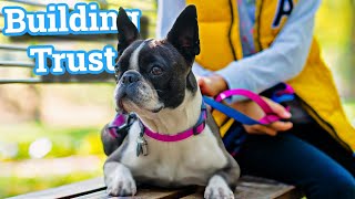 10 Super Simple Ways To Bond With Your Boston Terrier