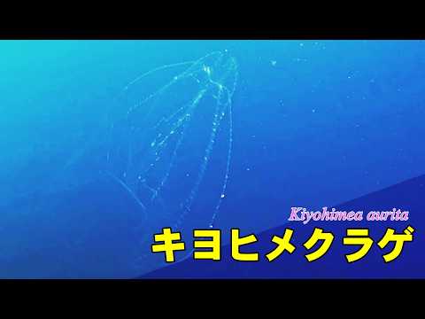 キヨヒメクラゲ
