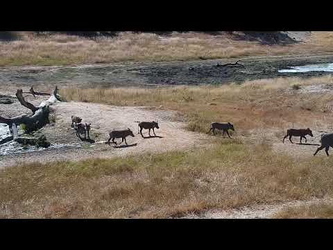 Djuma: Warthog family-One male, two females and six young ones - 10:24 - 05/28/19