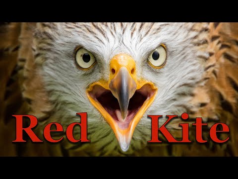 The Amazing Story of Willow the Red Kite