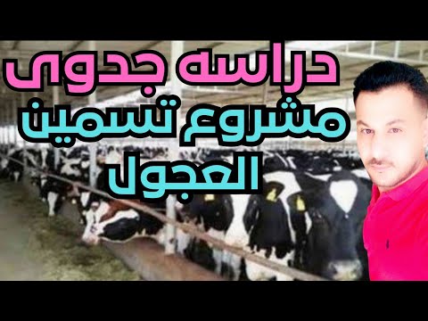 , title : 'دراسه جدوى مشروع تسمين العجول دوره ثلاث شهور Calves fattening project'
