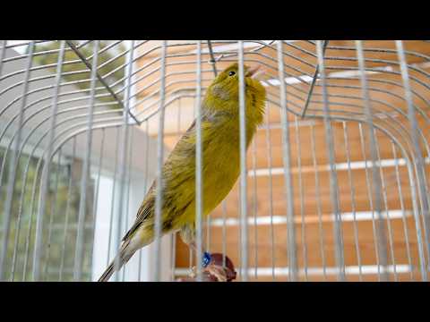 WARNING: Your Canary Might Sing Non-Stop After This!